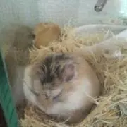 だんごの画像