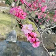 りももの画像