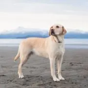 誠の画像
