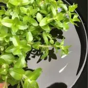 Image of 水草ハウス栃木県まとめ買いお待ちしてます