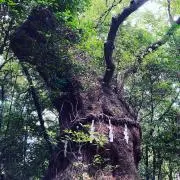 リョウコの画像