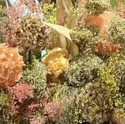 Nicoの画像