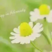 カミツレのはなの画像