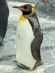 Image of みっくん