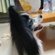 はっしー