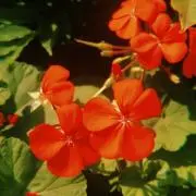 珍玉！実用品！ISCO-GOTTINGEN WETRON 35mm F2.8 - メルカリ