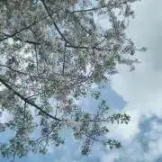 あんぽん