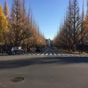 セイウチ子ちゃんの画像