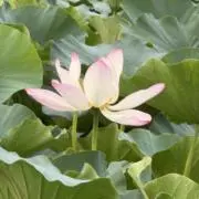 piyoの画像