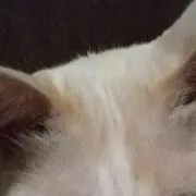 まゆの画像