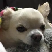 なうりん55の画像