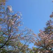 やまっち