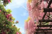 Chico*の画像