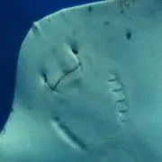 鯛の画像