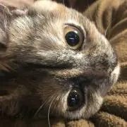 ヒロビッチ