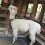 なさの画像