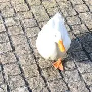 tmoの画像