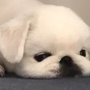 ぽいぽいの画像