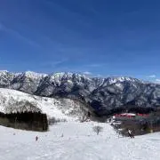 しばの画像