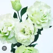 ききょうの画像