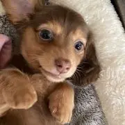 かーちの画像