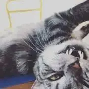 senの画像