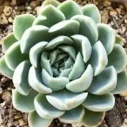 cactus29の画像