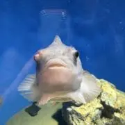 miraの画像