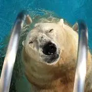 さあもんの画像