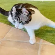 ななの画像