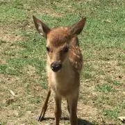 すみれの画像