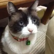 sachiの画像