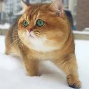 まるひの画像