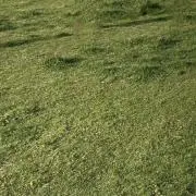 みどりの画像