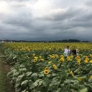 ふるしあんての画像