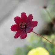 伊織の画像