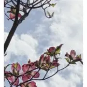 はなみずきママの画像