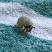 ヤドカリ探検隊の画像