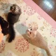 こだま✿。.゜+