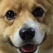 コギの画像