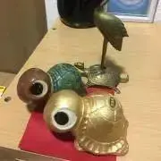 かめちゃんの画像