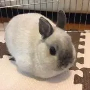 ナルミの画像