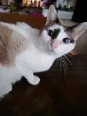 うなちゃん