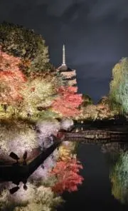 さんごの画像