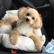 あかぴーの画像