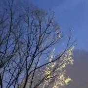 はいいろ　多少のお値下げ◎の画像
