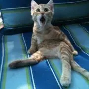 かず