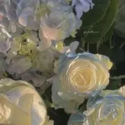 ぴの画像