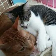 ☆ねこぱんち☆