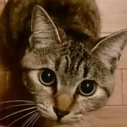 キジトラにゃんこ